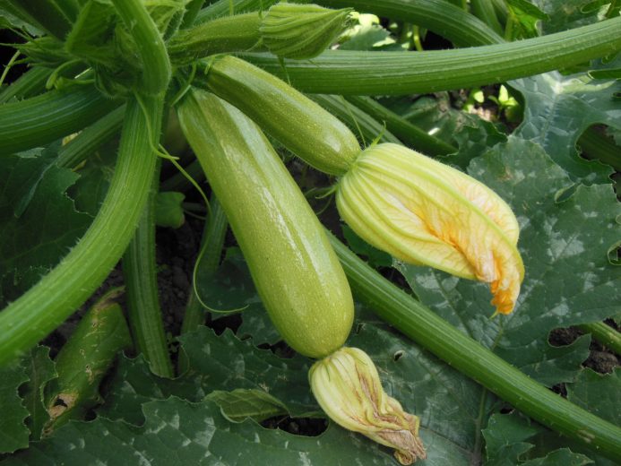 Squash_Ardendo174_preview-ombo813035lildrvyvjbyvrmddiee7zjhsz0d38h6o
