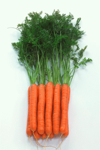 Carrot 492